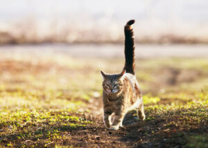 Can Cats Be Autistic? Understanding Feline Behavior