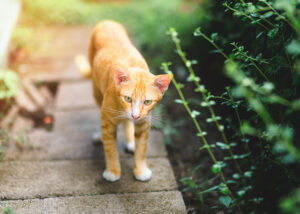 Can Cats Be Autistic? Understanding Feline Behavior